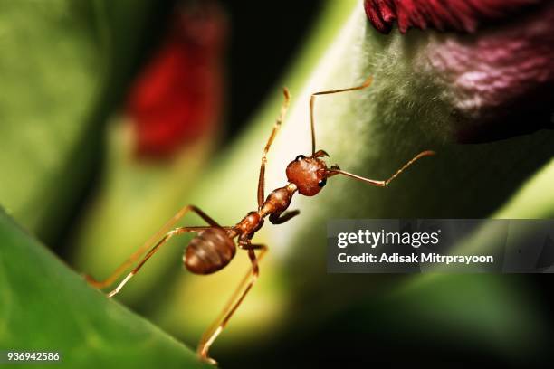 ant på blomma gren. - insektsmandibel bildbanksfoton och bilder