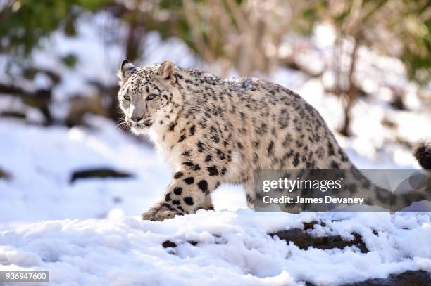 Snow leopard seen at the Bronx Zoo on March 22, 2018 in New York City.