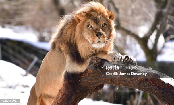 Lion seen at the Bronx Zoo on March 22, 2018 in New York City.