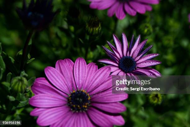 close-up view of a dimorphotheca ecklonis (cape marguerite) - dimorphotheca stock pictures, royalty-free photos & images