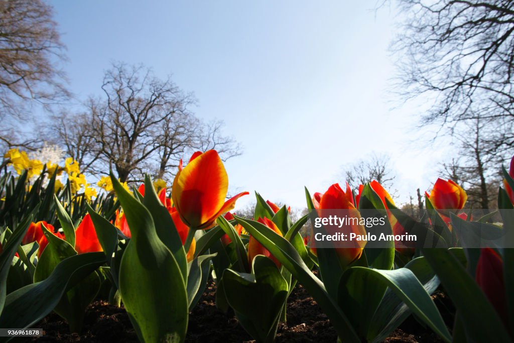 Flowers During Spring Beautiful Tulip Flowers During Spring High-Res Stock Photo - Getty Images