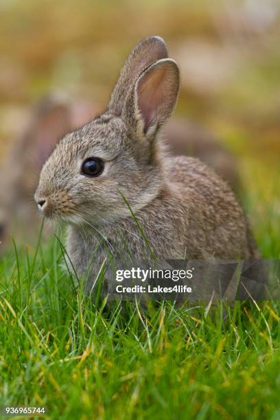 easter bunny - rabbit game meat stock pictures, royalty-free photos & images