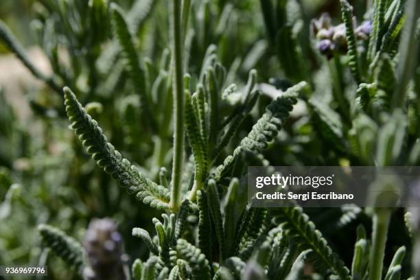 close-up view of a lavandula angustifolia plant (garden lavender, common lavender) is a flowering plant in the family lamiaceae, native to the mediterranean - angustifolia stock-fotos und bilder