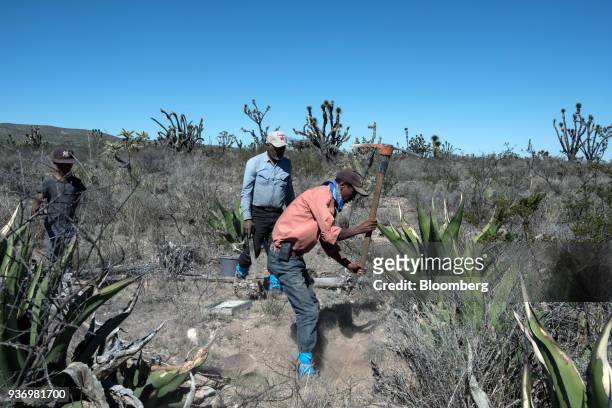 Worker uses a pickaxe to move the soil around the roots of an agave plant to extract escamoles, edible ant larva, in the town of Ejido Laguna Seca,...