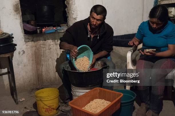 An Escamoles Harvest As GDP Figures Released, News Photo