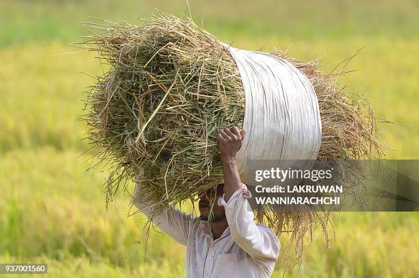 Sri Lankan farmer carries paddy on his head in Colombo on March 23, 2018. / AFP PHOTO / LAKRUWAN WANNIARACHCHI