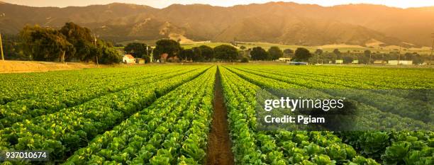 crops grow on fertile farm land panoramic before harvest - agriculture stock pictures, royalty-free photos & images