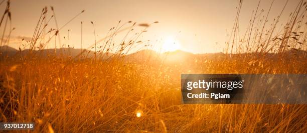 夕暮れ時のファーム フィールド草原パノラマ パス - 干し草 ストックフォトと画像