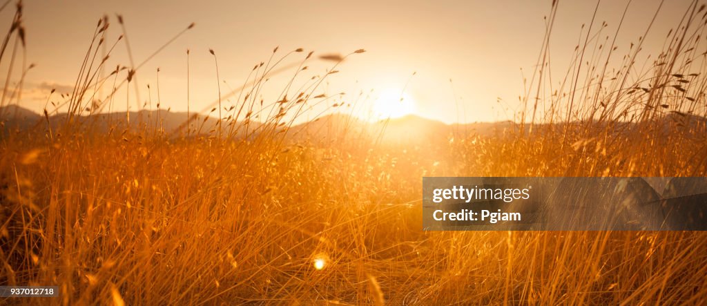 Farm field meadow panoramic path at sunset