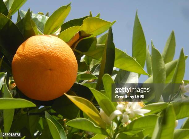 springtime orange on tree, ripe - seville orange stock pictures, royalty-free photos & images