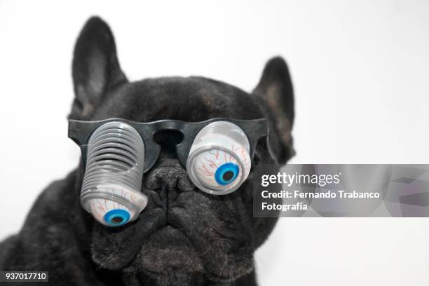 dog with glasses and bulging eyes - happy birthday nerd stock pictures, royalty-free photos & images