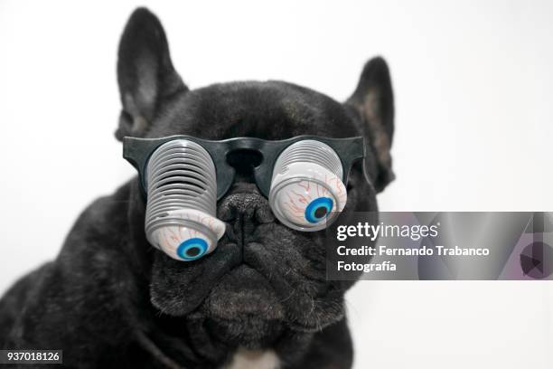 dog with glasses and bulging eyes - happy birthday nerd stock pictures, royalty-free photos & images