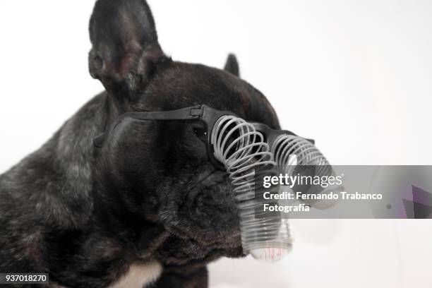dog with glasses and bulging eyes - happy birthday nerd stock pictures, royalty-free photos & images