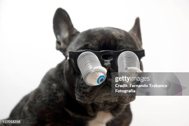 dog with glasses and bulging eyes - happy birthday nerd stock pictures, royalty-free photos & images