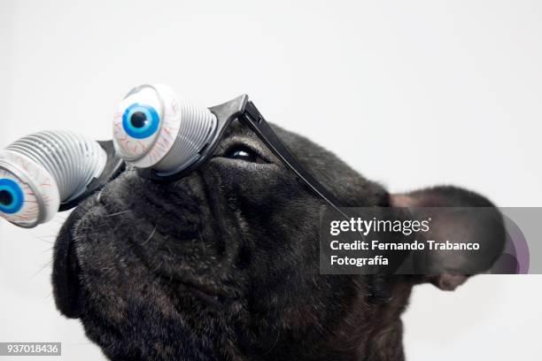 dog with glasses and bulging eyes - happy birthday nerd stock pictures, royalty-free photos & images