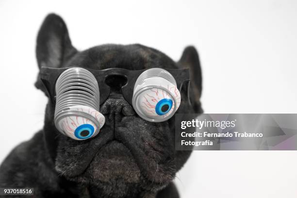 dog with glasses and bulging eyes - happy birthday nerd stock pictures, royalty-free photos & images