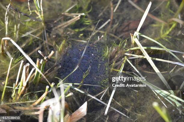 frog spawn - spawning stock pictures, royalty-free photos & images
