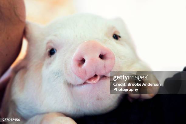 cute piglet looking at camera - cute pig stock pictures, royalty-free photos & images