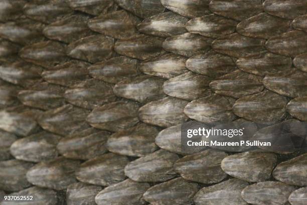 scales of a western diamond rattlesnake - snake texture stock pictures, royalty-free photos & images