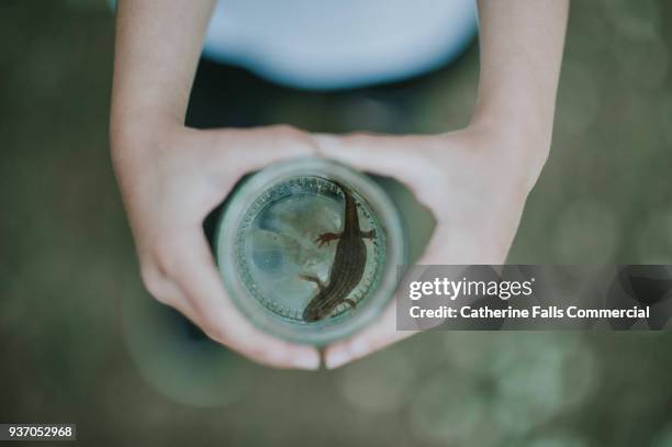 newt in a jar - newt stock pictures, royalty-free photos & images