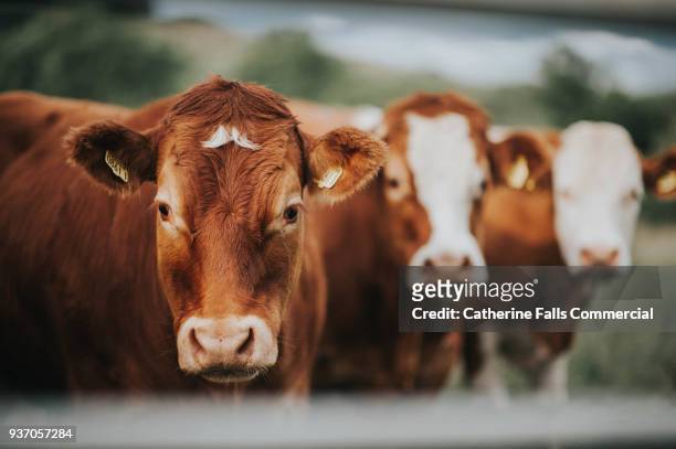 cattle - viehweide stock-fotos und bilder