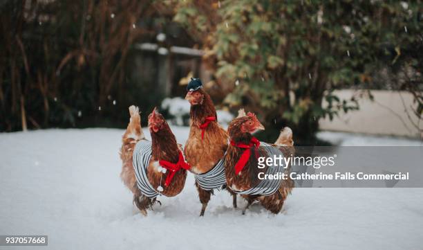 three french hens - funny snow stock-fotos und bilder