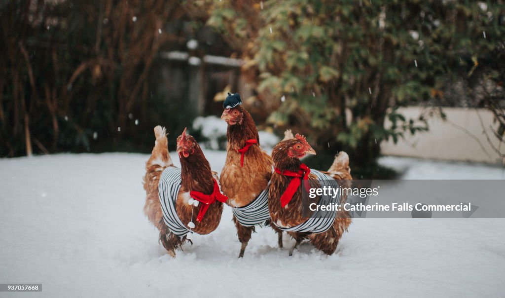 Three French Hens