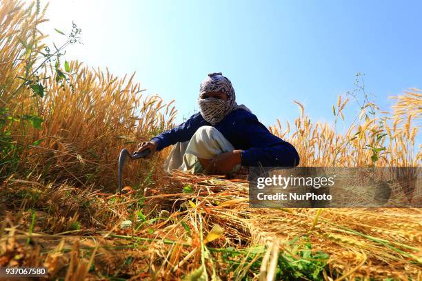 An Indian farmers harvest wheat crops at the field at Chandlai Village of Jaipur , Rajasthan , India on 23 March, 2018. Wheat is main cereal crop and...