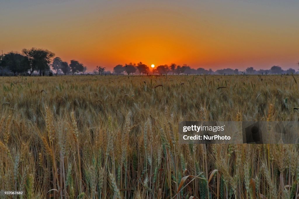 Harvest wheat crops in Jaipur