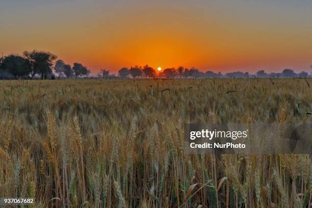 View of Sunrise from the wheat crops field at Chandlai Village of Jaipur , Rajasthan , India on 23 March, 2018. Wheat is main cereal crop and mainly...