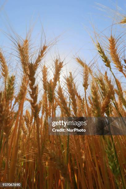 Wheat crops at the field at Chandlai Village of Jaipur , Rajasthan , India on 23 March, 2018. Wheat is main cereal crop and mainly Rabi season crop...
