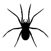 Spider vector isolated