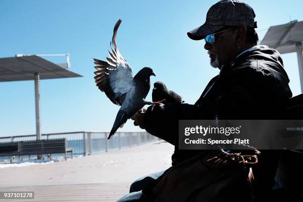 Poggi" feeds the pigeons along the Coney Island boardwalk on a spring afternoon on March 23, 2018 in New York City. Following weeks of cold, snow and...