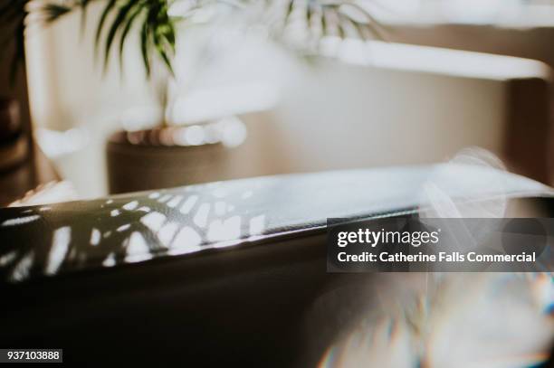 abstract sunny room - plant shadow stock pictures, royalty-free photos & images