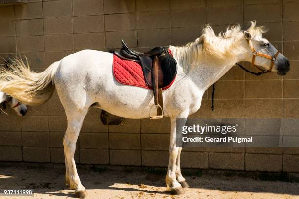 white horse in an equestrian centre with a saddle - gerard puigmal fotografías e imágenes de stock
