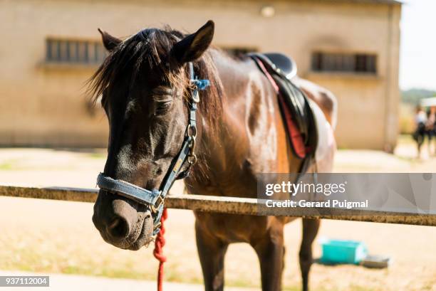 brown horse - gerard puigmal stock pictures, royalty-free photos & images