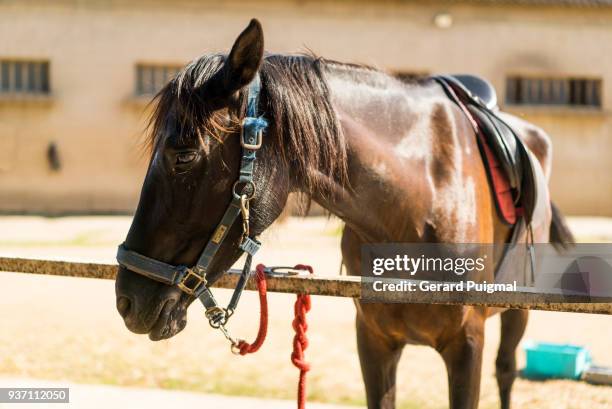 brown horse - gerard puigmal stock pictures, royalty-free photos & images