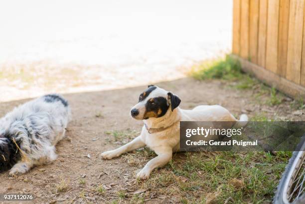 dog laying on the ground looking at the camera while being next to a sleepy dog under the shade in a hot day - gerard puigmal stock pictures, royalty-free photos & images