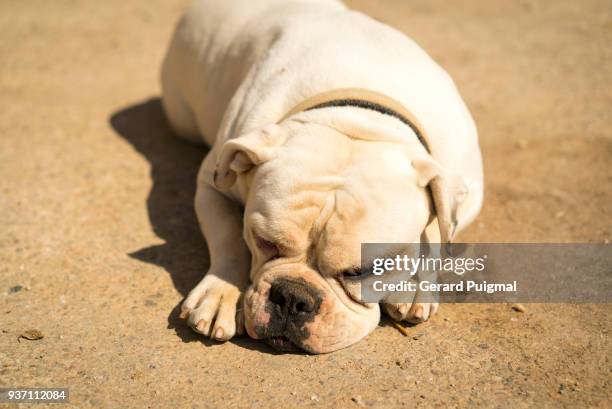 white bulldog laying on the ground in a a farm - gerard puigmal fotografías e imágenes de stock