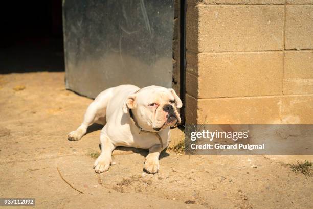 white bulldog laying on the ground in a a farm - gerard puigmal fotografías e imágenes de stock