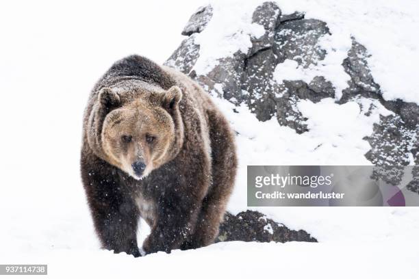 grizzly bären nähert sich im schnee auf wintertag - bear stock-fotos und bilder