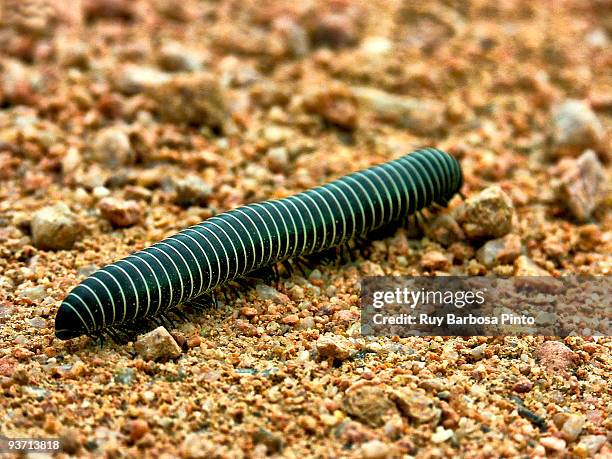 Centpe Insect 1,221 Centipede Stock Photos, High-Res Pictures, and Images - Getty Images