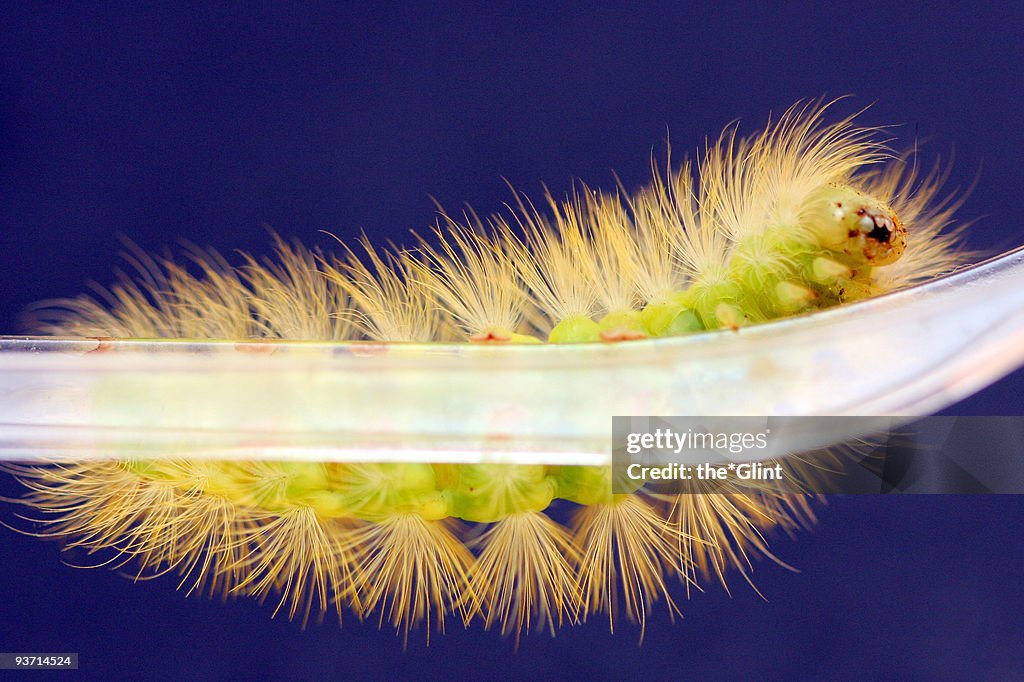 Fluo caterpillar