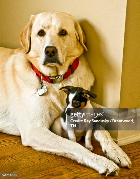 yellow lab protecting his new rat terrier puppy - brentwood tennessee stock pictures, royalty-free photos & images