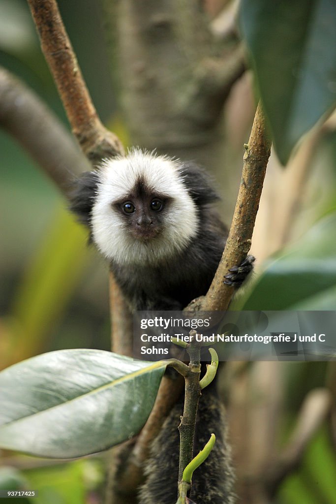 White-Headed Marmoset,Callithrix geoffroyi