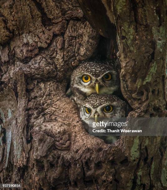 two lovely spotted owlet - owlet stock pictures, royalty-free photos & images