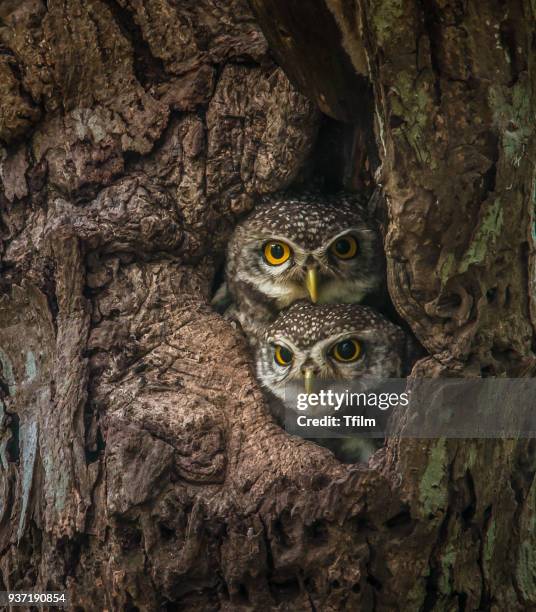 two lovely spotted owlet - owlet stock pictures, royalty-free photos & images