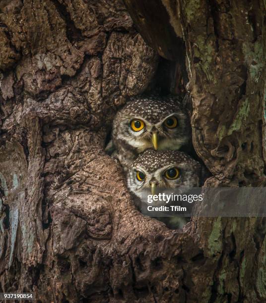 two lovely spotted owlet - woodland pattern stock pictures, royalty-free photos & images