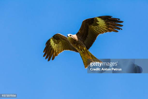 golden eagle against the blue sky - golden eagle stock-fotos und bilder