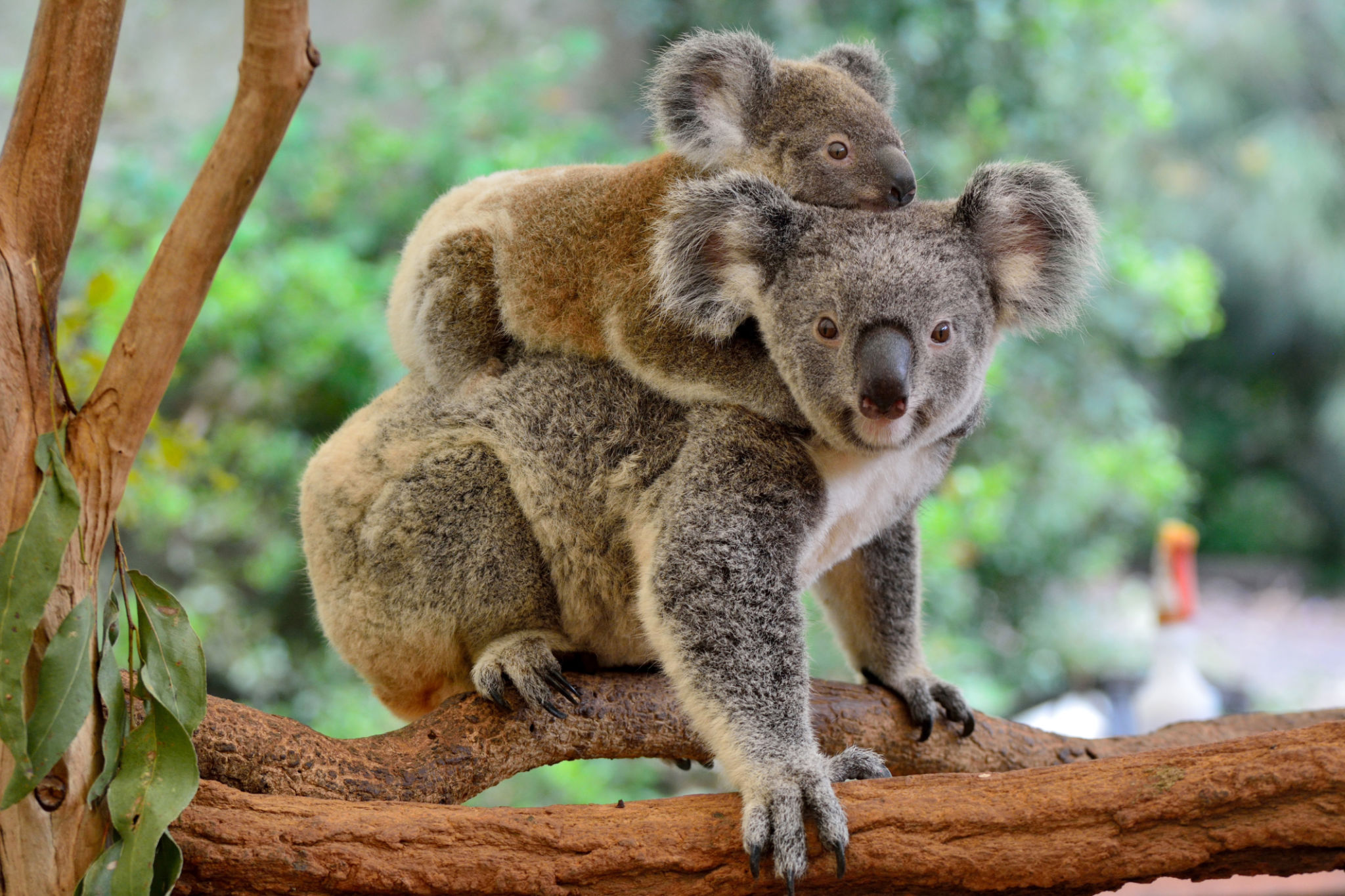 australian wildlife